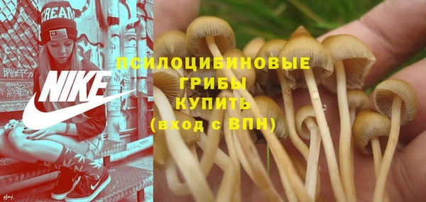 шишки Алзамай